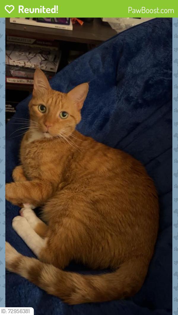 Reunited Male Cat last seen dorchester way, manchester park , Madison, WI 53719