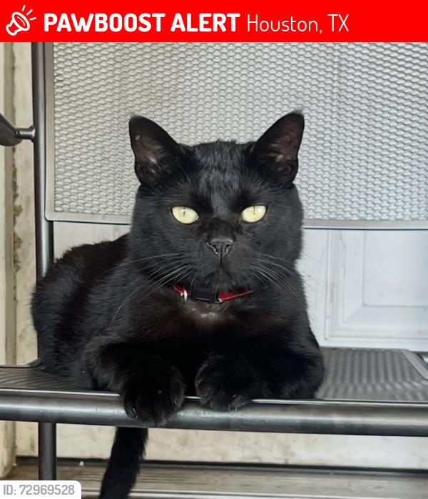 Lost Male Cat last seen Campbell & Hammerly , Houston, TX 77080