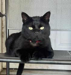 Lost Male Cat last seen Campbell & Hammerly , Houston, TX 77080