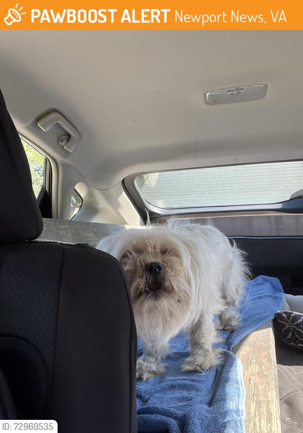 Found/Stray Unknown Dog last seen Middle road and Burnham in Glendale (Newport News), Newport News, VA 23606