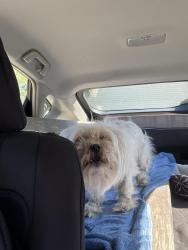 Found/Stray Unknown Dog last seen Middle road and Burnham in Glendale (Newport News), Newport News, VA 23606