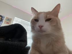 Reunited Male Cat last seen Near duncan loop w, Dunedin, FL 34698
