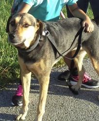 Lost Female Dog last seen Near Laurelwood Dr Cleves OH 45002 , Cleves, OH 45002