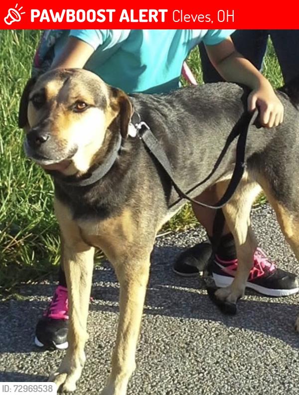 Lost Female Dog last seen Near Laurelwood Dr Cleves OH 45002 , Cleves, OH 45002