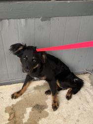 Found/Stray Male Dog last seen Close to Home Depot, San Antonio, TX 78209