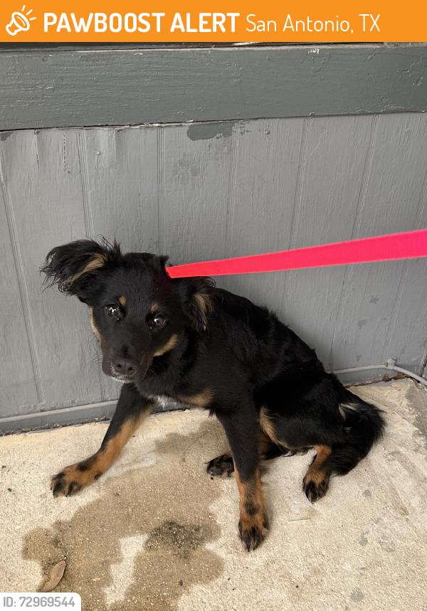 Found/Stray Male Dog last seen Close to Home Depot, San Antonio, TX 78209