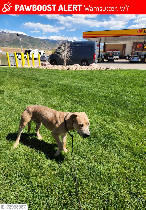 Lost Male Dog last seen Loves Gas aststion, Wamsutter, WY 82336