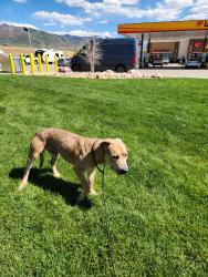 Lost Male Dog last seen Loves Gas aststion, Wamsutter, WY 82336