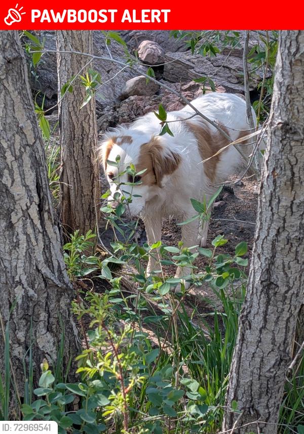 Lost Female Dog last seen Hancock and Milton proby parkway, Colorado Springs, Colorado, Colorado Springs, CO 80911