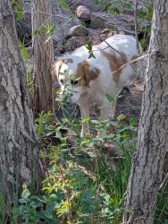 Lost Female Dog last seen Hancock and Milton proby parkway, Colorado Springs, Colorado, Colorado Springs, CO 80911