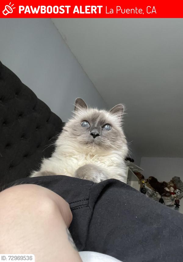 Lost Female Cat last seen Aileron ave, La Puente, CA 91744