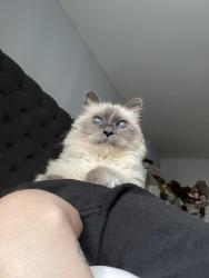 Lost Female Cat last seen Aileron ave, La Puente, CA 91744