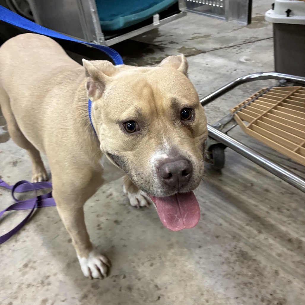 Shelter Stray Female Dog last seen , Cheyenne, WY 82007