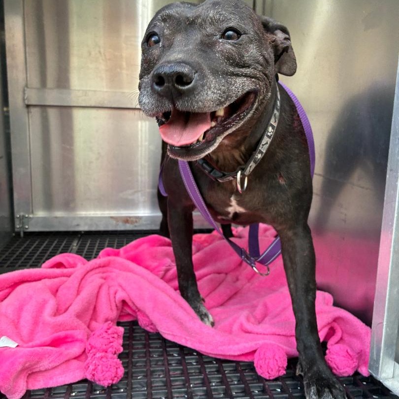 Shelter Stray Female Dog last seen , Cheyenne, WY 82007