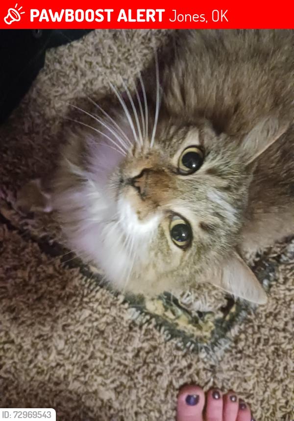 Lost Female Cat last seen ATV place on britton, Jones, OK 73049