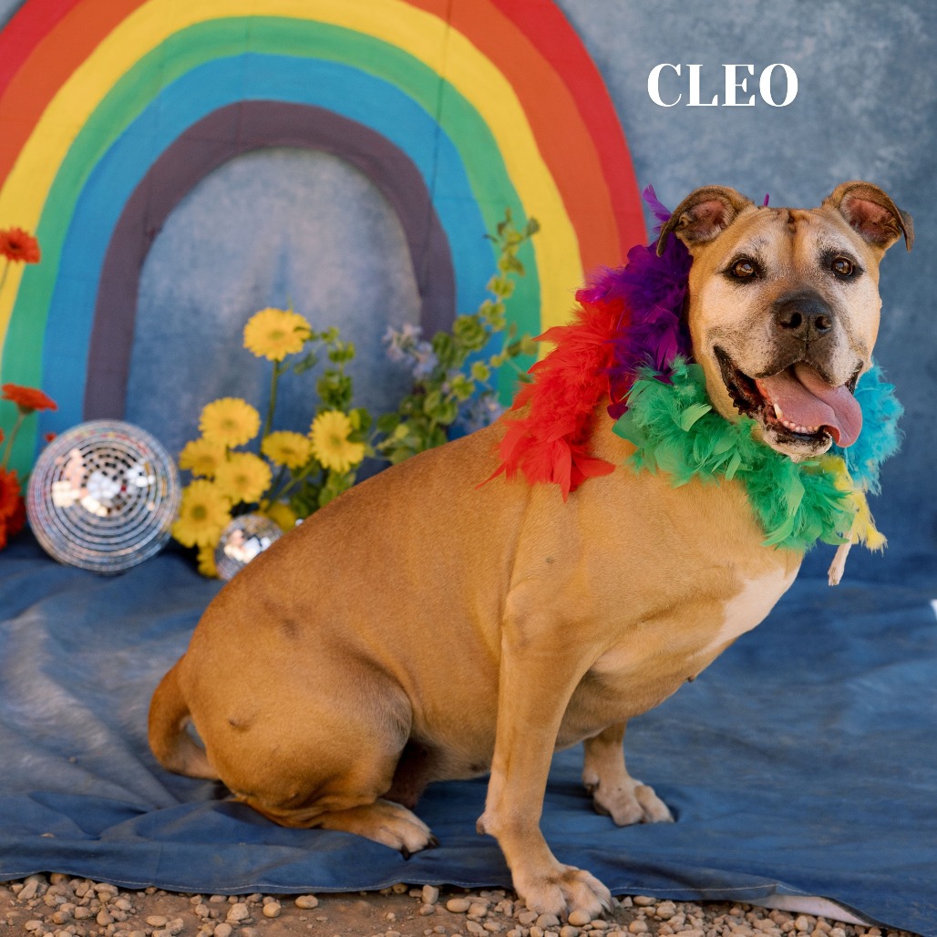 Shelter Stray Female Dog last seen , Animal Care & Control Team of Philly, 111 W Hunting Park Ave, Philadelphia, PA 19140, USA