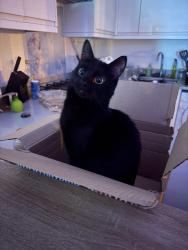 Reunited Female Cat last seen Luton Town , Luton, England LU1 2AF