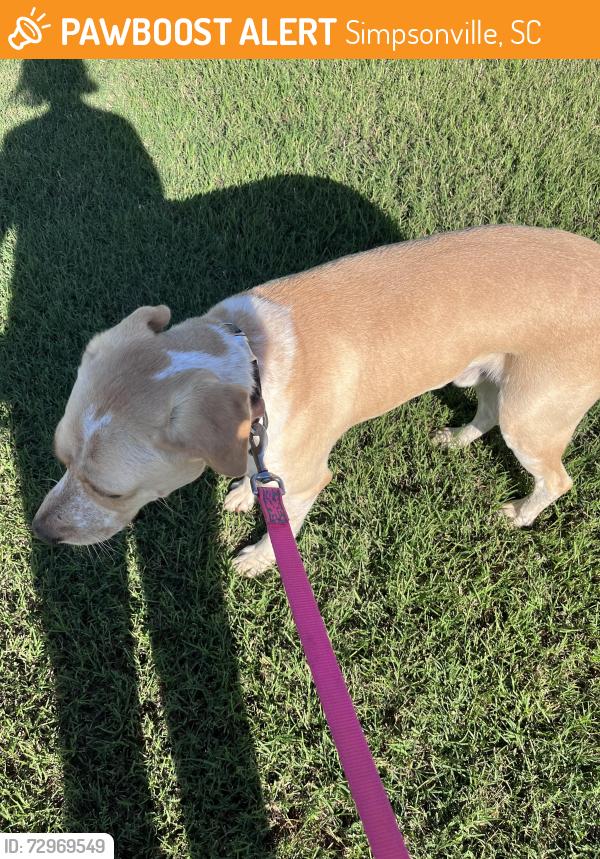 Found/Stray Male Dog last seen Heritage Lakes neighborhood Simpsonville, Simpsonville, SC 29681