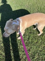 Found/Stray Male Dog last seen Heritage Lakes neighborhood Simpsonville, Simpsonville, SC 29681