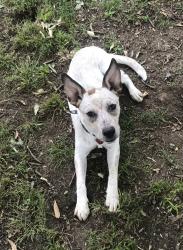 Lost Female Dog last seen Ashby and Sevier, Benton, AR 72015