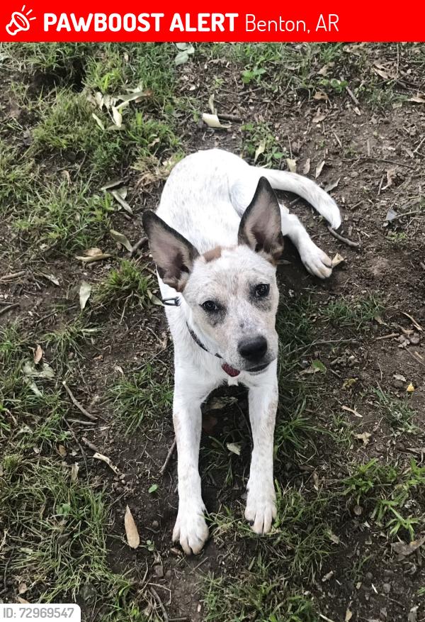 Lost Female Dog last seen Ashby and Sevier, Benton, AR 72015