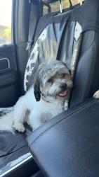 Reunited Male Dog last seen Maas Arena, Pizza Ranch, Mclaughlin Street, Watertown, SD 57201
