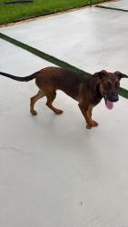 Found/Stray Female Dog last seen Near sw 68 street , Kendale Lakes, FL 33183