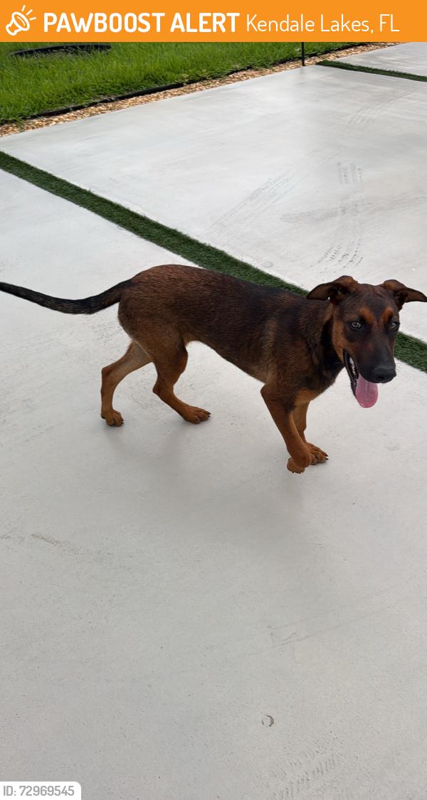 Found/Stray Female Dog last seen Near sw 68 street , Kendale Lakes, FL 33183