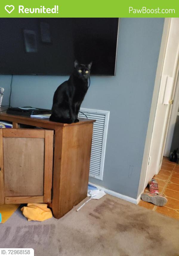 Reunited Female Cat last seen Fell st and keeport dr., Spring Hill, FL 34609