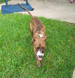Reunited Male Dog last seen Henry Ct, Arlington, TX 76017, USA, Arlington, TX 76017