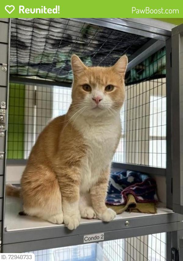 Reunited Male Cat last seen Near E Washington St,, Greenville, SC 29607
