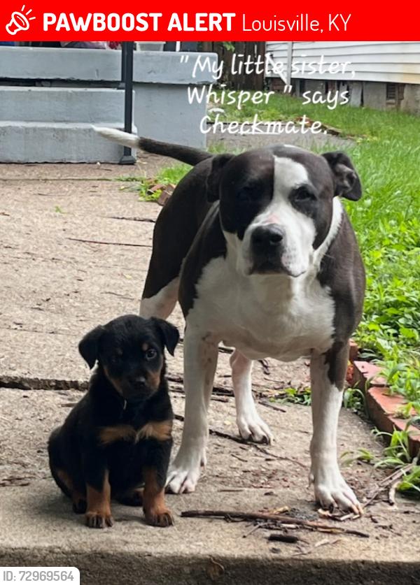 Lost Male Dog last seen Terry rd, Louisville, KY 40258