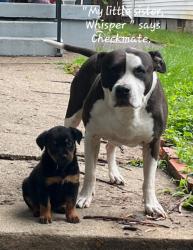 Lost Male Dog last seen Terry rd, Louisville, KY 40258