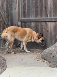 Found/Stray Male Dog last seen 21st, Long Beach, CA 90806