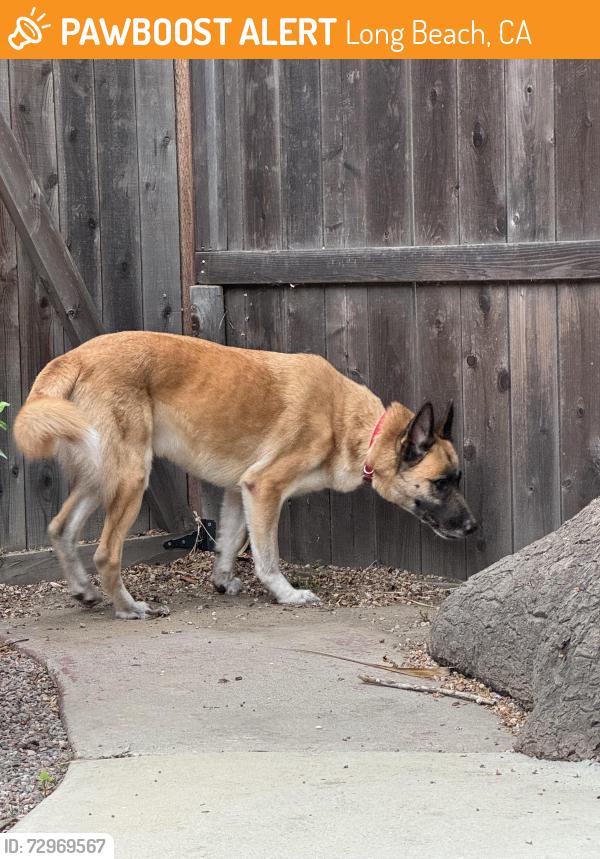 Found/Stray Male Dog last seen 21st, Long Beach, CA 90806