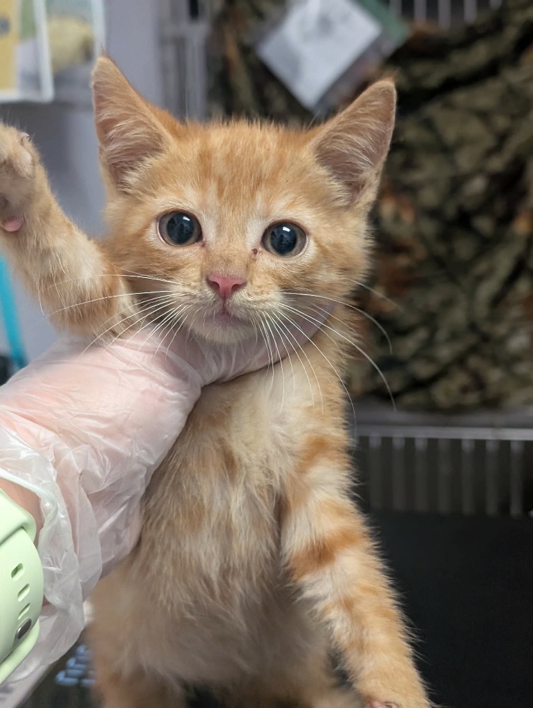 Shelter Stray Female Cat last seen Bexar County, 3353 Morningside Dr, New Braunfels, TX 78132, USA