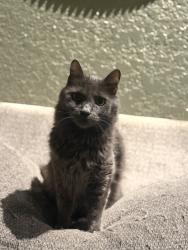 Lost Male Cat last seen Douglas and iris , Granite Bay, CA 95746