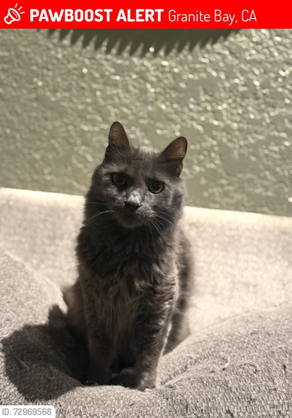 Lost Male Cat last seen Douglas and iris , Granite Bay, CA 95746