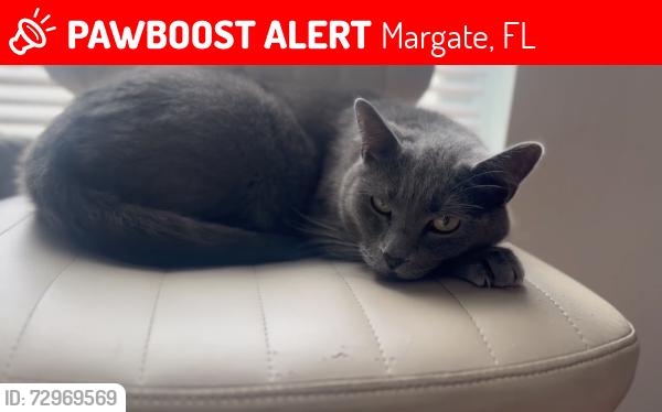 Lost Male Cat last seen The laurels at margate , Margate, FL 33063