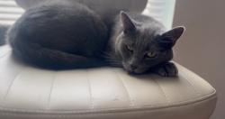 Lost Male Cat last seen The laurels at margate , Margate, FL 33063
