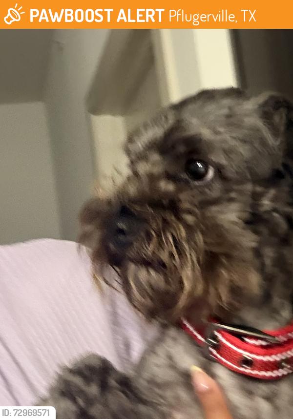 Found/Stray Male Dog last seen Near E Wells Branch , Pflugerville, TX 78660