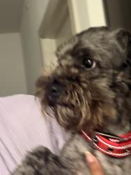 Found/Stray Male Dog last seen Near E Wells Branch , Pflugerville, TX 78660