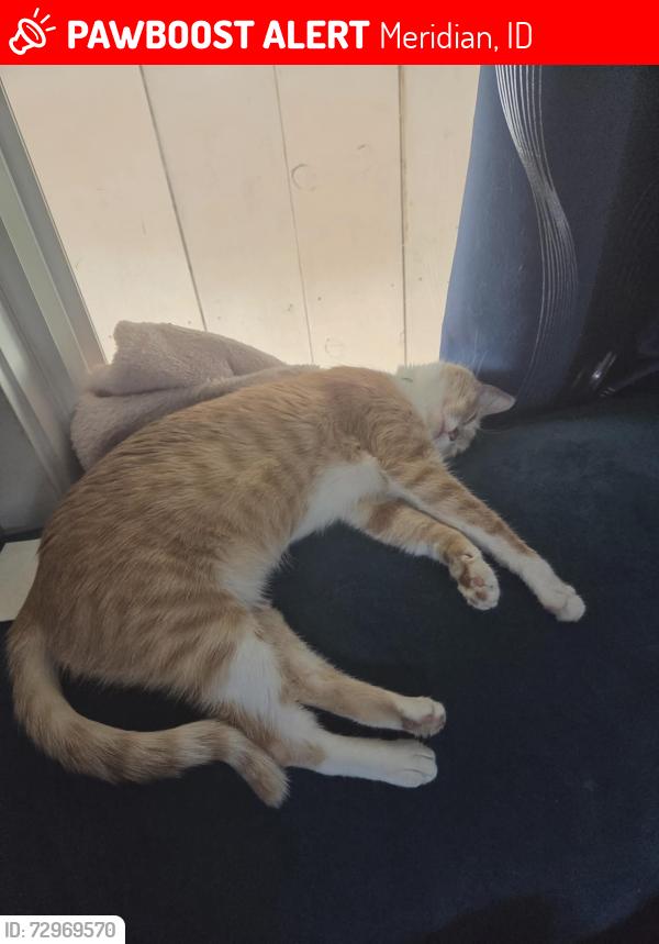 Lost Female Cat last seen Meridian rd and Cherry ln, Meridian, ID 83642