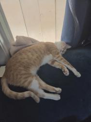Lost Female Cat last seen Meridian rd and Cherry ln, Meridian, ID 83642