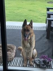 Found/Stray Male Dog last seen er Burger Parking Lot, San Antonio, TX 78245
