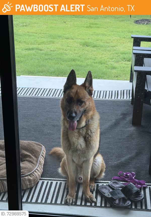 Found/Stray Male Dog last seen er Burger Parking Lot, San Antonio, TX 78245