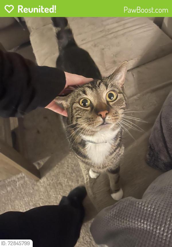Reunited Male Cat last seen off of 37th street hill, West Mayfield, PA 15010
