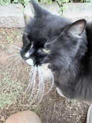 Reunited Unknown Cat last seen Val vista and Warner rd, Gilbert, AZ 85296