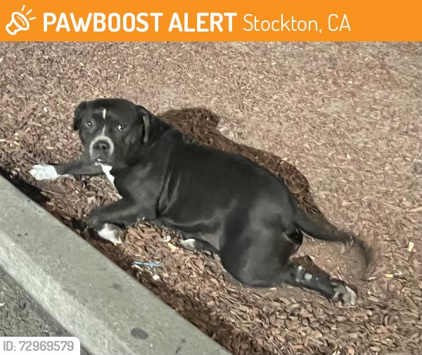 Found/Stray Female Dog last seen Ralph st and Airport , Stockton, CA 95206