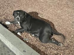 Found/Stray Female Dog last seen Ralph st and Airport , Stockton, CA 95206